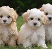 Puppies in grass